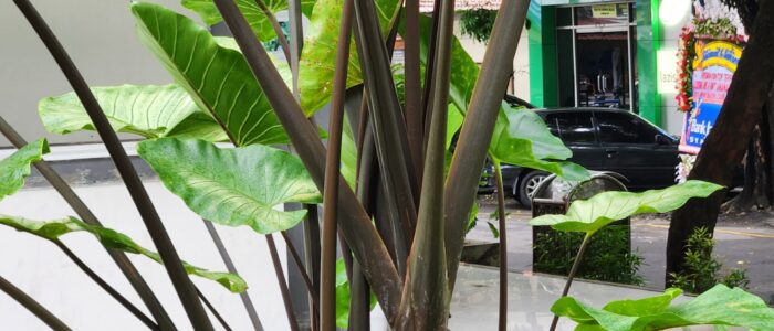 pelepah daun sente hitam