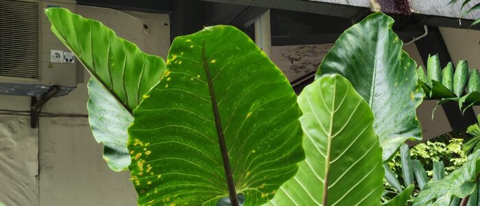 Daun sente hitam