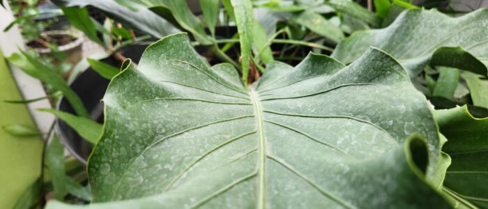 daun gelombang cinta