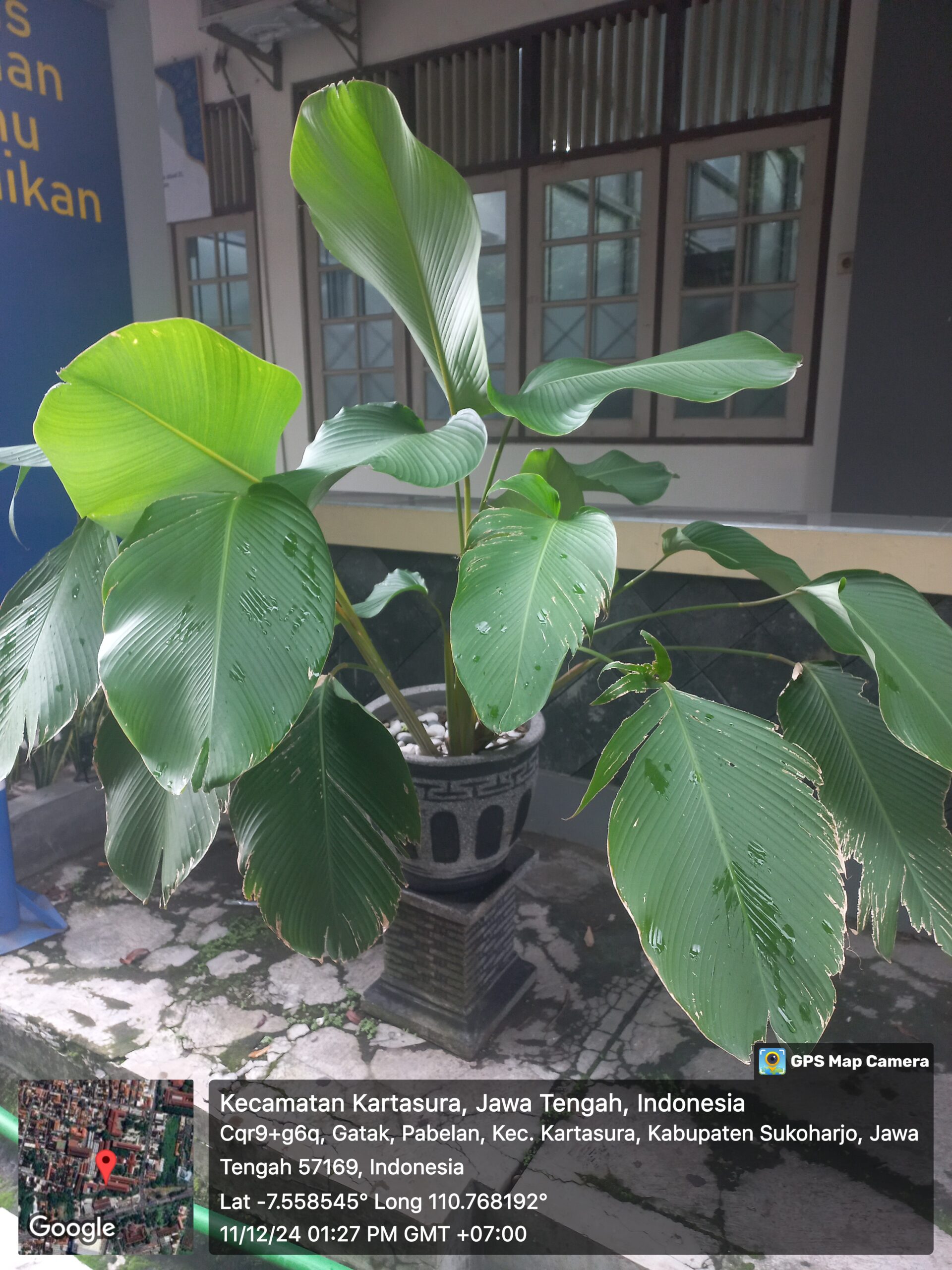 calathea pisang
